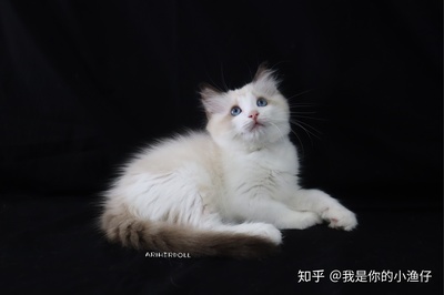 布偶猫取名字