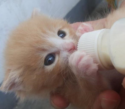 怎么给小猫喂奶粉