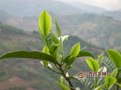 铁观音的产地是哪里