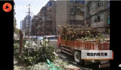 桂花树的赔偿价格表