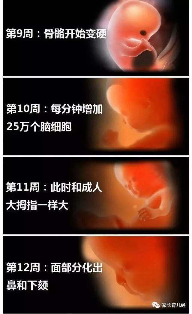 怀孕11周宝宝多大图片