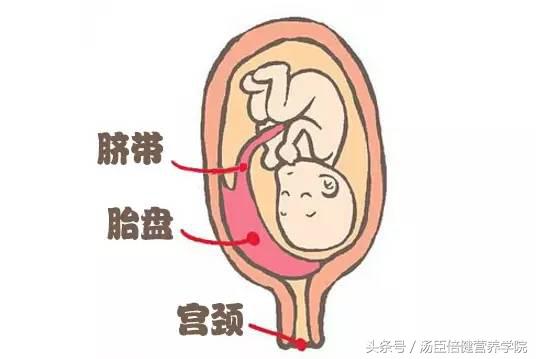 胎儿吸收营养过程图