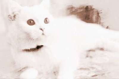 孕妇梦到被猫咬