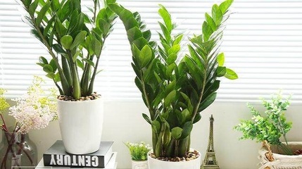 西阳台适合种什么植物