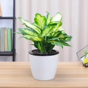 办公桌风水植物