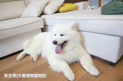 萨摩耶有空调吗视频