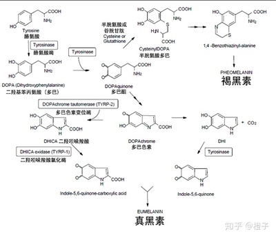 体内能转化成黑色素的氨基酸是