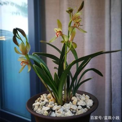 家里能养兰花吗