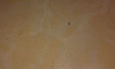 房间里很多小虫子