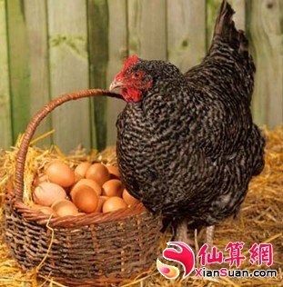 周公解梦 鸡蛋
