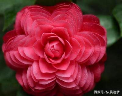 花代表什么生肖