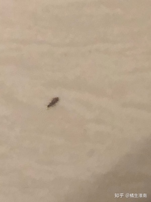 为什么家里会有小虫子