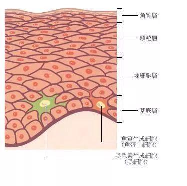 涂抹式玻尿酸有危害吗
