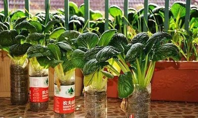 阳台水养蔬菜