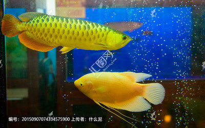 廣州市越秀區(qū)陽斌水族店（廣州市越秀區(qū)陽斌水族店地址）