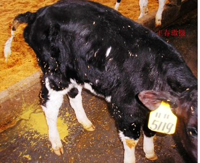 小牛犊拉稀怎么治疗