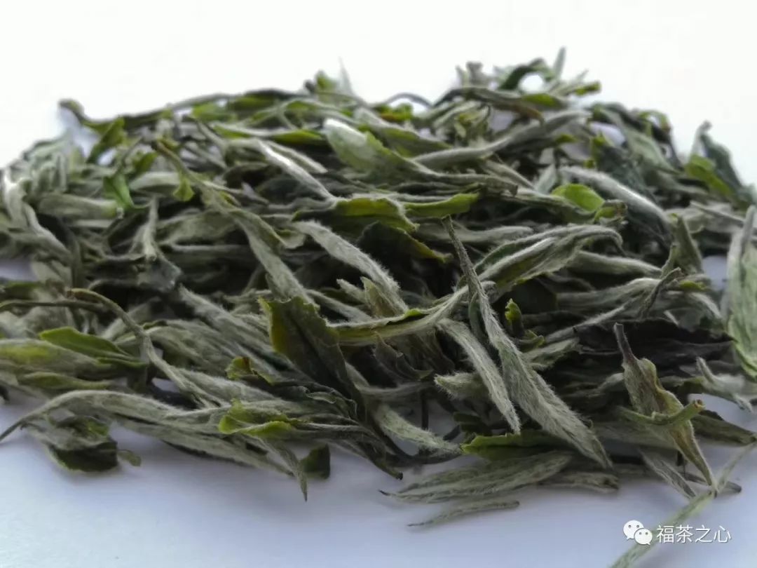 海堤茶叶