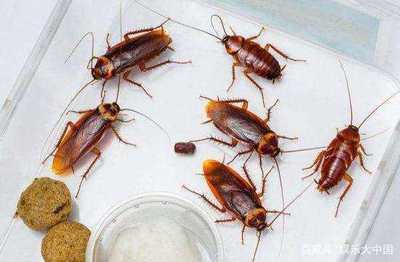 蟑螂多久会饿死