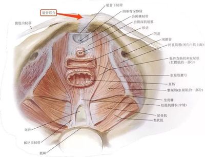 怀孕尾骨疼是怎么回事