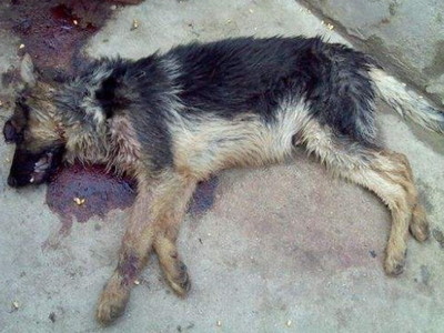 梦见自己家狗死了