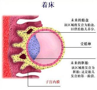 四十九天后药流后的胎盘有多少