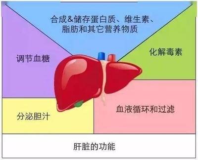 血液中蛋白质多少正常