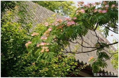 爱情树起名