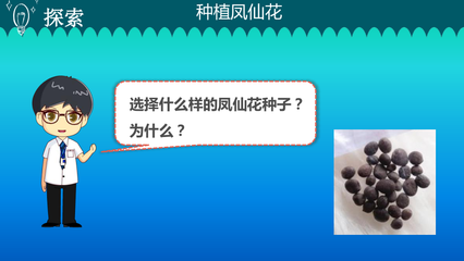 凤仙花的生长发育记录表