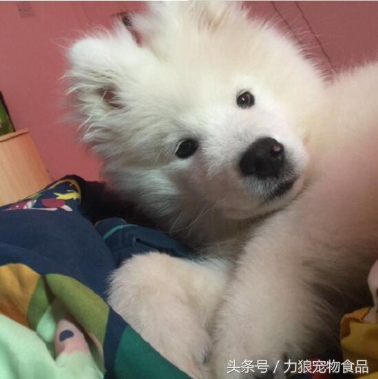 拉布拉多起名字大全