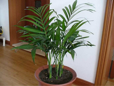 室内养什么植物风水好