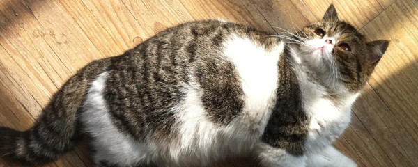 母猫怀孕