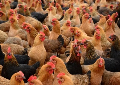 今年鸡价多少钱一斤