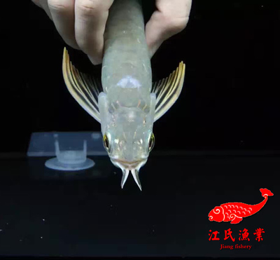 紅龍魚眼睛周圍綠色是什么（紅龍魚眼睛周圍綠色是什么原因）