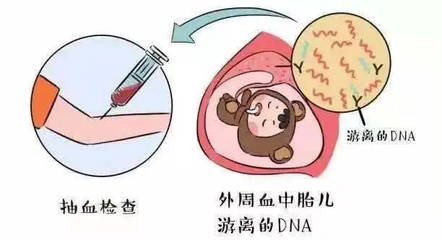 孕妇外周血