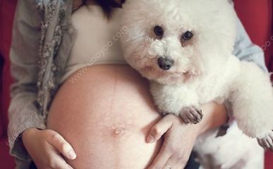 孕妇养宠物