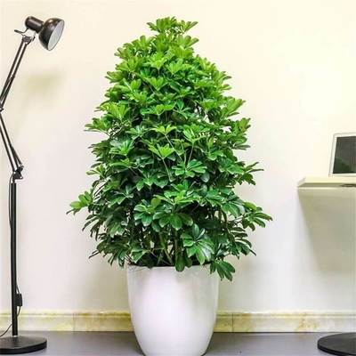 耐阴的室内植物有哪些