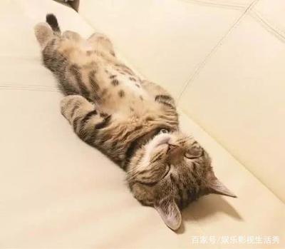 孕妇梦见猫死了