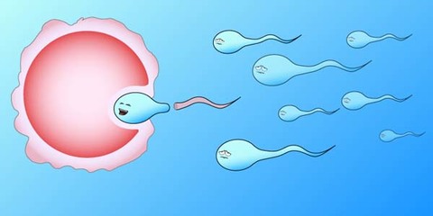 多少精子可以怀孕