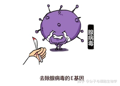 腺病毒怎么治疗效果好
