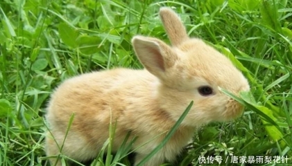 1975年的兔是多少岁了