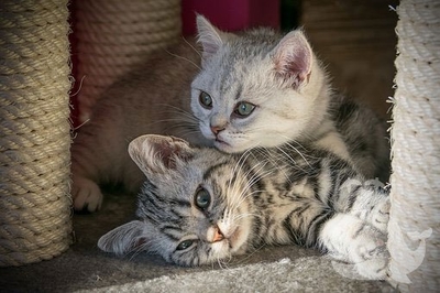梦见猫保护自己