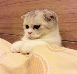 孕妇梦见好多猫