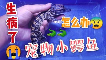 孕妇梦见小鳄鱼