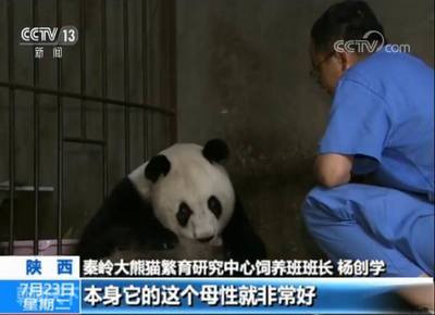 熊猫宝宝吃奶