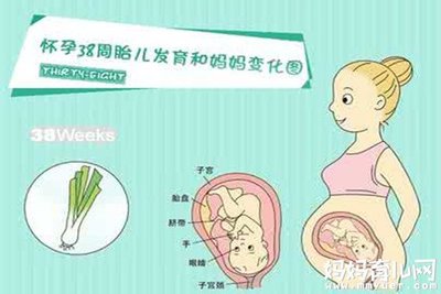38周胎儿发育标准