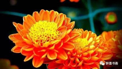 花儿绽放怎么形容