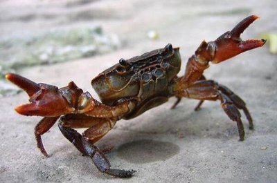 螃蟹如何区分休眠和死