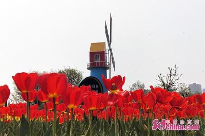 济宁杨家河公园郁金香