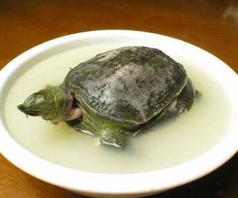甲鱼宝宝能吃吗