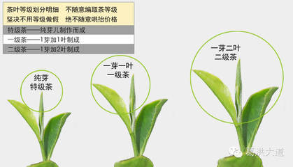 茶叶品级